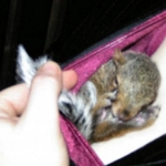 squirrel in my bra