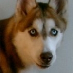 sable