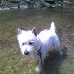 We went to Mingo Creek Park, couldn't get a pic of him swimming after the ducks