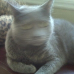 i love this pic > my  cat shook her head while i was snappin photo