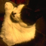 aww cuddles