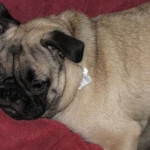 Our Pug