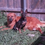 The Dogs