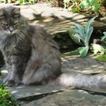 Merlin's 12th birthday 011
