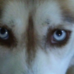 Sables eyes