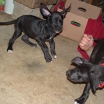 wrestle mania has nothing on great dane puppies