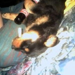 Old avatar - my "drunk" rotty "Coco"