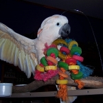 Kiwi-My first bird, I's short and always go for the biggest things. Should have gotten a finch.  He is large bird for his breed and an alpha male with a capital "A".