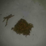 12082009036