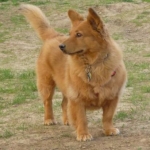 At the dog park:  What's going on over there?