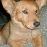 Short haircut, radar dishes on full alert.