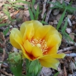 WP 000164