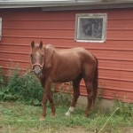 2012 09 03 Sully ...  Officially mine about 10 days now.  Can hardly wait til he gets back in shape ...  Glad he's eating good.  A shame people let their horses go hungry so long ...   He's in better shape than many I've seen in the past 2-3 years.