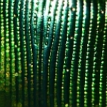 Greenback Beetle rotated   icon