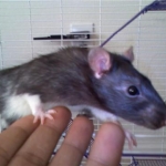 chuckie