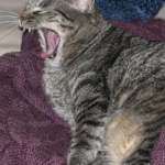 Aspen (yep - I'm a cat person)