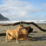 the beautiful Oregon coastline