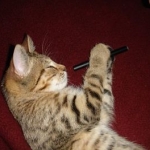 kitty