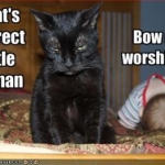 funny pictures cat demands that bab