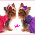 dogsindresses