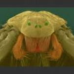 recluse front