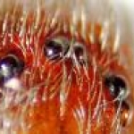 recluse eyes