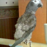 Beach Baby, my African Grey. We got her with no feathers and eyes barly opened. Hand fed her for almost a year. LOL! Her feathers never came in right. A vet told us she was badly inbred. She mimics phones, outside birds, and well a lot. She also talks.