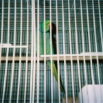Mango, mommies Indian Ring Neck. Can sing snatches of Kool's, "Get down tonight." Also says his name and Watch cha doin doin doin.