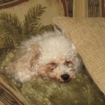 Her favorite spot on the couch.