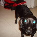 Our old maw-maw Bitsy