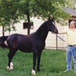 My new horse! Prince 7/8 Arab / Saddle
2 yr old colt