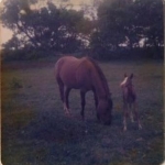 My first baby Flicka w/ her baby Ziyadah.   Flicka - Quarter Horse; Ziyadah 1/2 Arab.   Sheesh - where'd the time go?  This is about '73!
