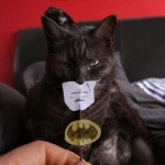 animation batman cat crazy cute Favim.com 75857