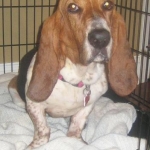 maggie