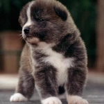 lil "Koda"