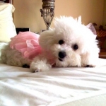 Baby Lulu in a Tutu