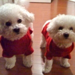 Teddy & Baby Lulu