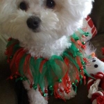 Baby Lulu's looking for Santa!