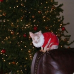 christmas cat 3 (2)