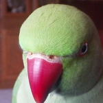 Such a handsome bird.