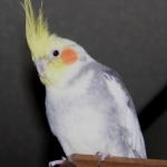My cockatiel