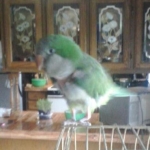 This is my latest bird-he is a feather plucker, was when I got him and still is-he sleeps in a tent at night, just like the green cheek does.  He's pretty nice, unless you try to use the phone when he is on you-for some reason he hates that.  My other quaker would just talk along with me when I was on the phone, and then he'd say bye-bye in a gruff voice.
