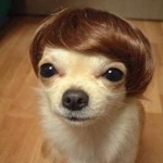 hairypup