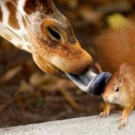 Giraffe & Red Squirrel