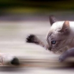 Cat Chase