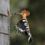 Beautiful bird