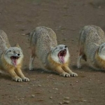 Three's a Yawnin