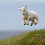 Spring Lamb
