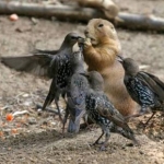 Squirrel & Starlings