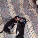 Ruby & Saphire - what a pair o' puppies!  -- There is nothing I can express that would accurately convey the emotional attachment I have for German Shepherds!